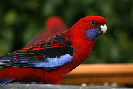 1 Day Great Ocean Road & Rainforest Tour ( With Helicopter Flight)