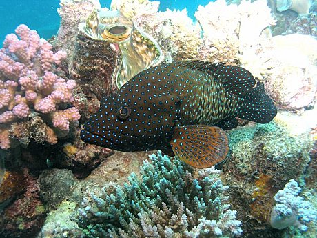 SPECIAL 2 Day 1 Night Introductory Dive Package - Private Double Cabin