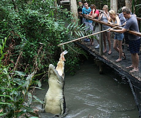 Hartleys - Big Croc Feed Experience (Self Drive)