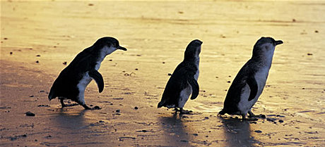 Penguins