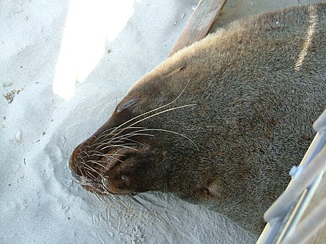 4 DAY KANGAROO ISLAND