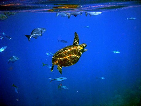 SPECIAL 2 Day 1 Night Certified 4 Dive Package - Private Double Cabin