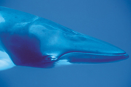 Dwarf Minke Whales