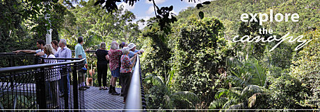 Rainforest Skywalk