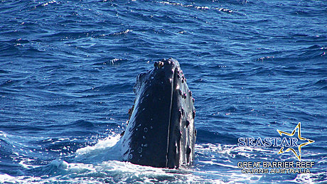 Standard Cruise Michaelmas Cay & Hastings Reef