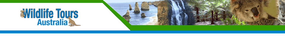Wildlife Tours Australia
