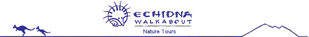Echidna Walkabout Australia wildlife and nature tours